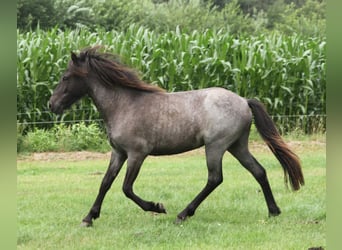 Islandshäst, Sto, 1 år, 145 cm, Konstantskimmel