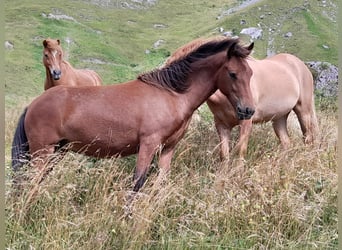 Islandshäst, Sto, 1 år, Brun