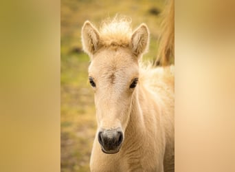 Islandshäst, Sto, 1 år, Palomino