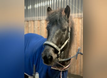 Islandshäst, Sto, 21 år, 133 cm, Rökfärgad svart