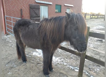 Islandshäst, Sto, 25 år, 138 cm, Svart