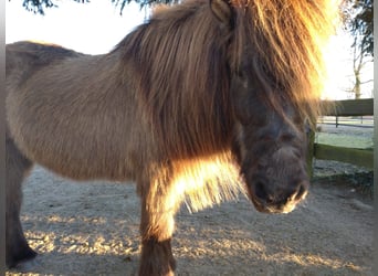 Islandshäst, Sto, 25 år, 138 cm, Svart