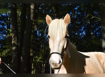 Islandshäst, Sto, 2 år, 130 cm, Palomino