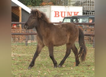 Islandshäst, Sto, 2 år, 140 cm, Svart