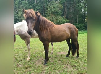 Islandshäst, Sto, 2 år, 140 cm, Svart