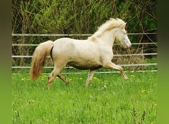 Islandshäst, Sto, 2 år, Cremello