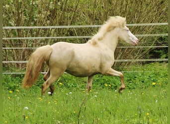 Islandshäst, Sto, 2 år, Cremello