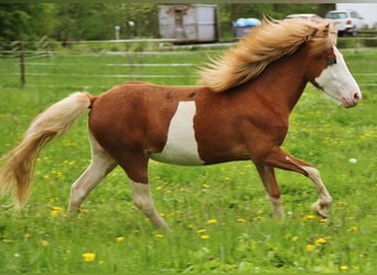 Islandshäst, Sto, 2 år, Vit