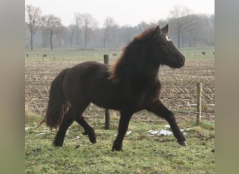 Islandshäst, Sto, 3 år, 136 cm, Svart