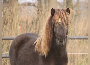Islandshäst, Sto, 3 år, 136 cm, Svart