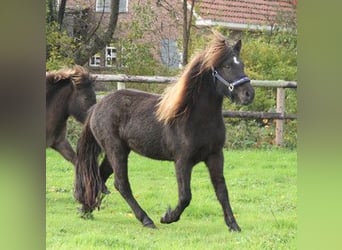 Islandshäst, Sto, 3 år, 136 cm, Svart