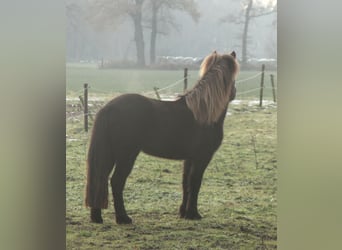 Islandshäst, Sto, 3 år, 136 cm, Svart
