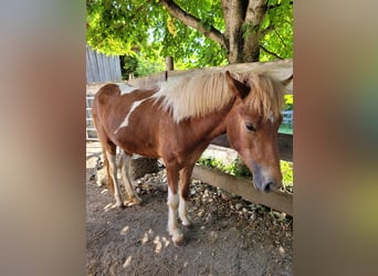 Islandshäst, Sto, 3 år, 143 cm, Pinto