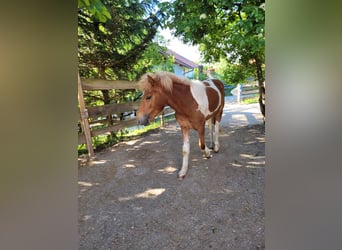 Islandshäst, Sto, 3 år, 143 cm, Pinto