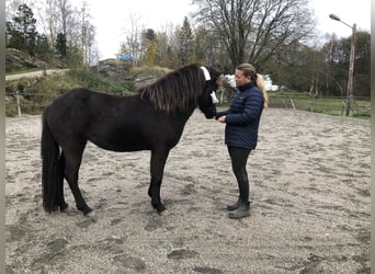 Islandshäst, Sto, 3 år, 144 cm, Black