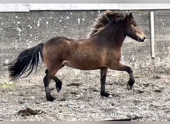 Islandshäst, Sto, 3 år, Brun
