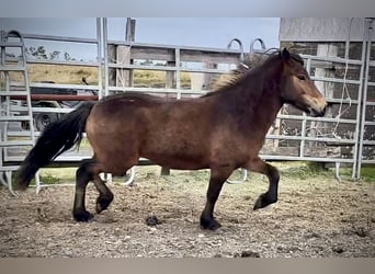 Islandshäst, Sto, 3 år, Brun