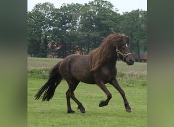 Islandshäst, Sto, 4 år, 136 cm, Svart