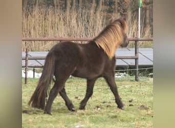 Islandshäst, Sto, 4 år, 136 cm, Svart