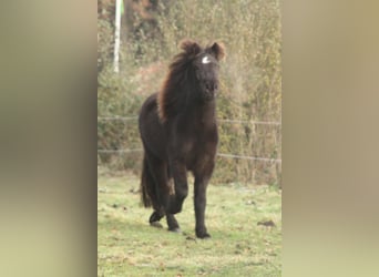 Islandshäst, Sto, 4 år, 136 cm, Svart