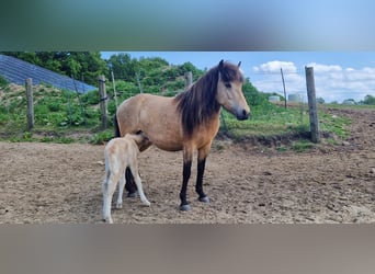 Islandshäst, Sto, 4 år, 138 cm