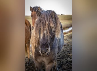 Islandshäst, Sto, 4 år, 138 cm, Svart