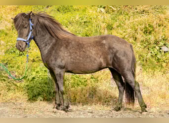 Islandshäst, Sto, 4 år, 143 cm, Svart