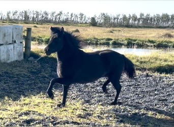 Islandshäst, Sto, 4 år, 143 cm, Svart