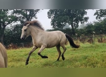 Islandshäst, Sto, 4 år, 144 cm