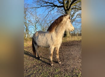 Islandshäst, Sto, 4 år, 144 cm