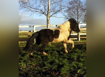Islandshäst, Sto, 4 år