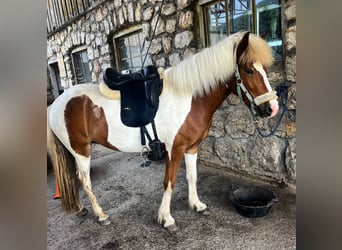 Islandshäst, Sto, 5 år, 131 cm, Pinto