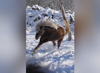 Islandshäst, Sto, 5 år, 132 cm