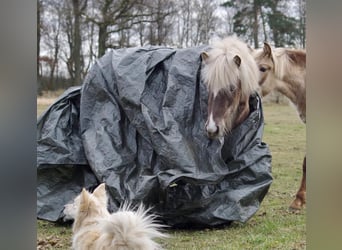 Islandshäst, Sto, 5 år, 132 cm