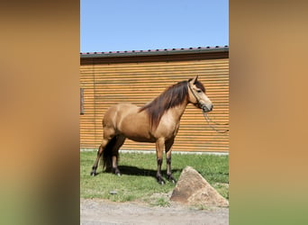 Islandshäst, Sto, 5 år, 136 cm, Gulbrun