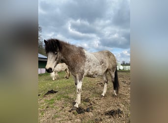 Islandshäst, Sto, 5 år, 140 cm