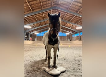 Islandshäst, Sto, 5 år, 140 cm, Pinto