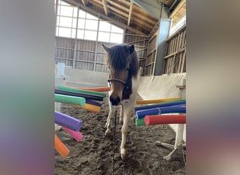 Islandshäst, Sto, 5 år, 140 cm, Pinto