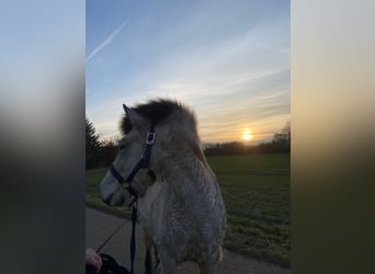Islandshäst, Sto, 5 år, 144 cm