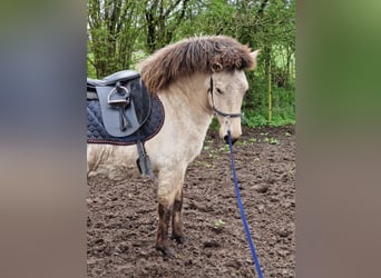 Islandshäst, Sto, 5 år, 144 cm