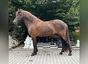 Islandshäst, Sto, 5 år, 145 cm, Svart