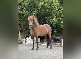 Islandshäst, Sto, 5 år, 145 cm, Svart
