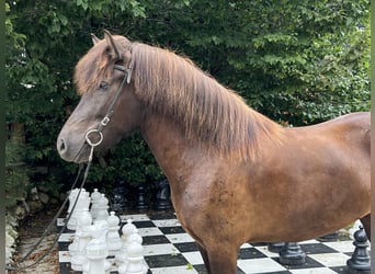 Islandshäst, Sto, 5 år, 145 cm, Svart