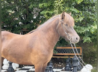 Islandshäst, Sto, 5 år, 145 cm, Svart