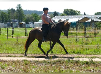 Islandshäst, Sto, 5 år, 146 cm, Svart