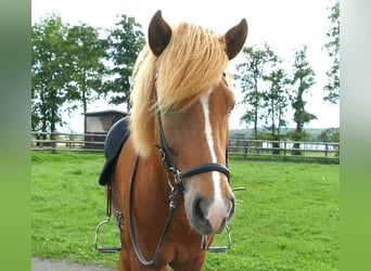 Islandshäst, Sto, 5 år, 147 cm, fux