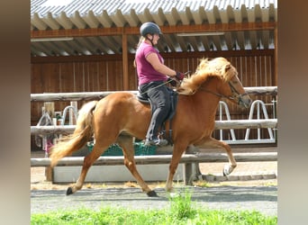 Islandshäst, Sto, 5 år, 147 cm, fux