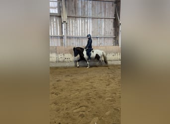 Islandshäst, Sto, 5 år, Pinto