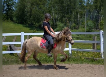 Islandshäst, Sto, 6 år, 130 cm, Gulbrun