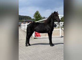 Islandshäst, Sto, 6 år, 132 cm, Svart